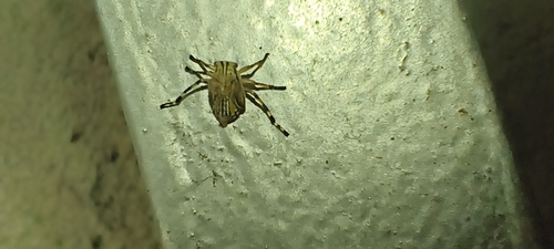 Aetalion reticulatum