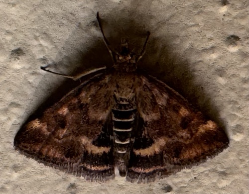 Straw-barred Pearl