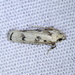 Glyphidocera lactiflosella - Photo (c) Jay L. Keller, όλα τα δικαιώματα διατηρούνται, uploaded by Jay L. Keller