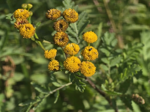 tansy