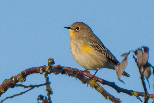 Yellow-rumped Warbler