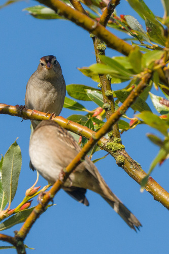 White-crowned Sparrow