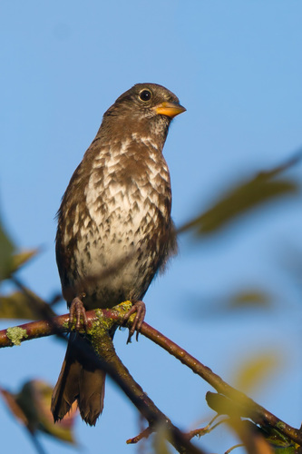 Fox Sparrow