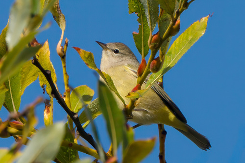Orange-crowned Warbler