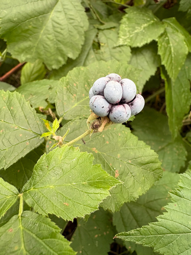 European dewberry