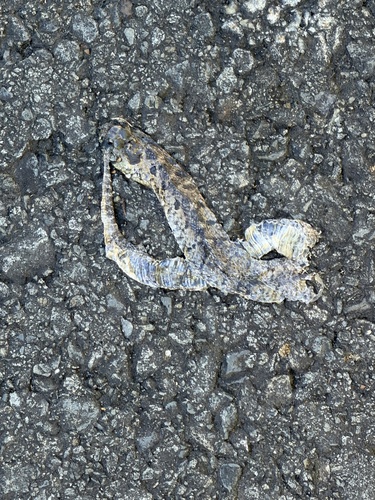 Eastern Hognose Snake