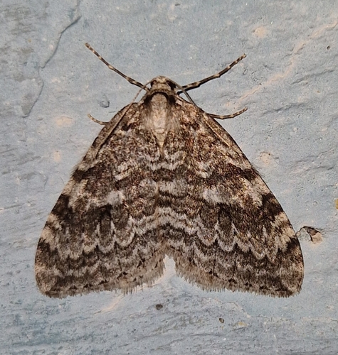 Autumnal Moth
