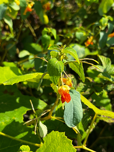 common jewelweed