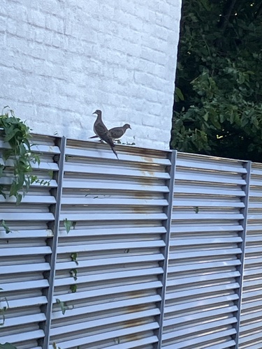 Mourning Dove