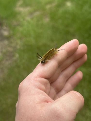 Banded Tussock Moth