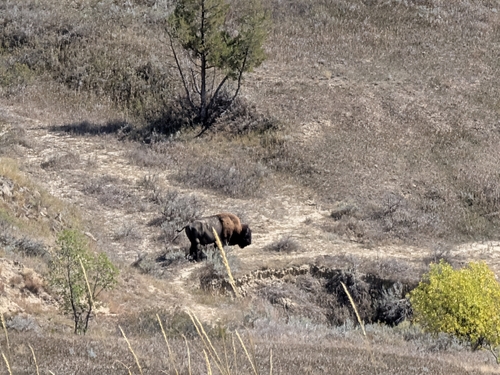 American Bison
