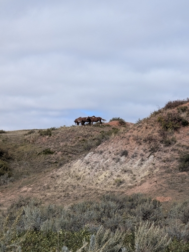 Domestic Horse