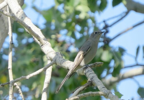 Townsend's Solitaire