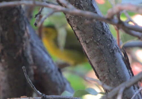 Wilson's Warbler