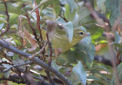 Tennessee Warbler