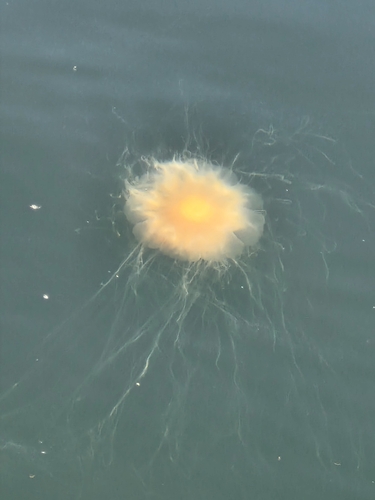 Lion's Mane Jelly