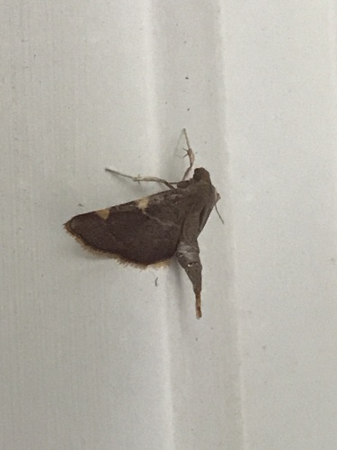 Yellow-fringed Dolichomia Moth