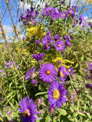 New England aster
