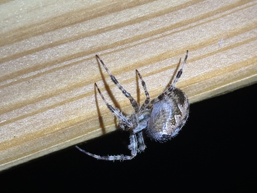 Cross Orbweaver