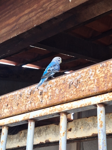 Budgerigar