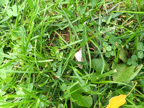 Box Tree Moth