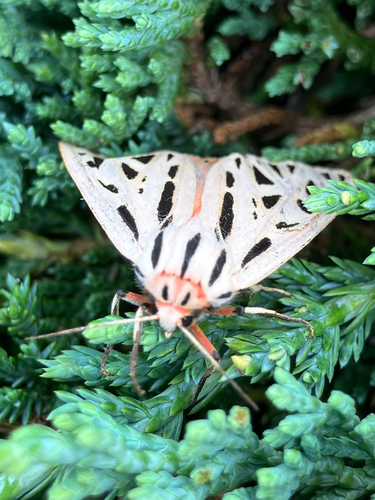 Arge Moth