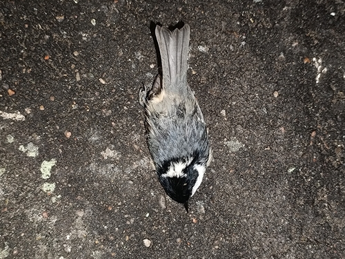Coal Tit