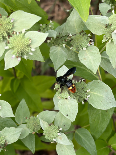 Blue-winged Scoliid Wasp