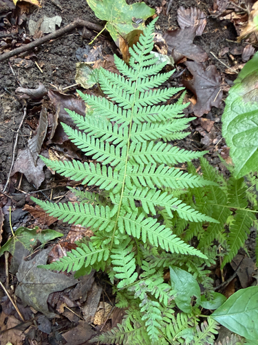 New York fern