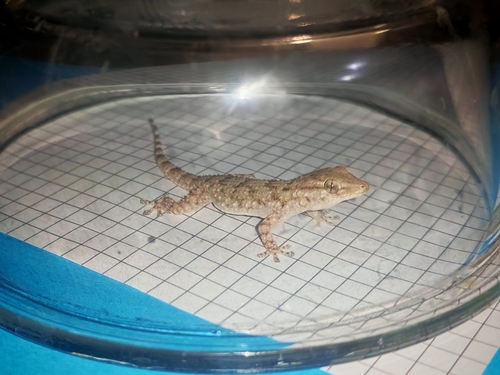 Moorish Gecko