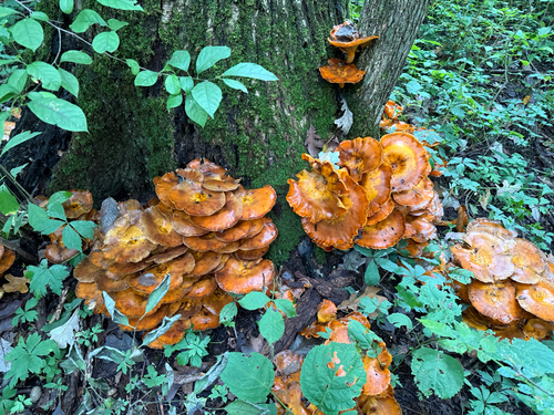 Eastern American jack-o'-lantern