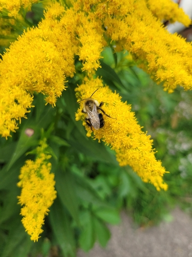 Common Eastern Bumble Bee