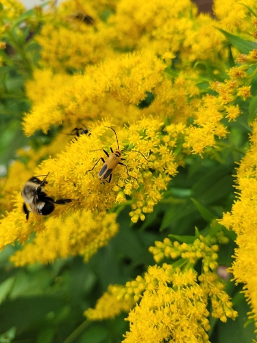 Goldenrod Soldier Beetle