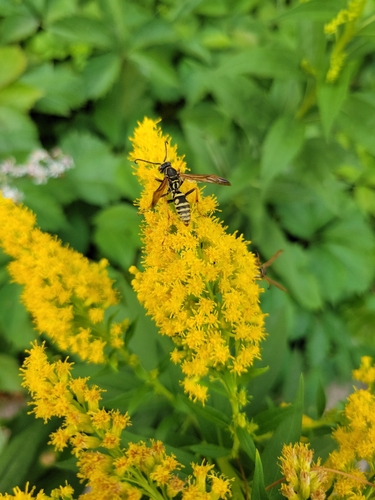Northern Paper Wasp
