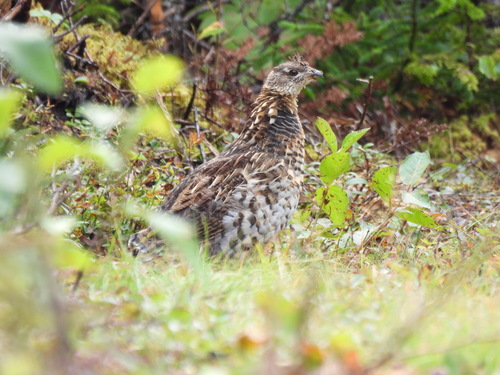 Ruffed Grouse