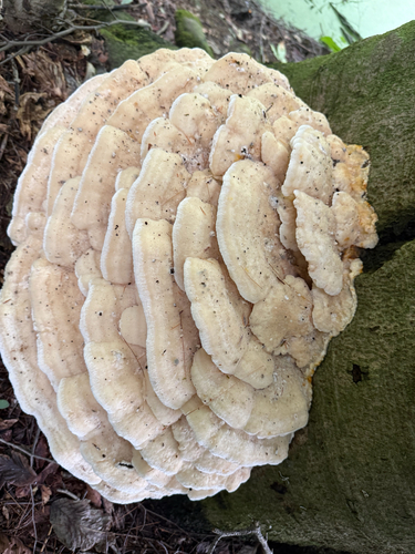 Northern Tooth