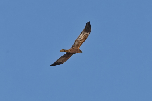 Western Marsh Harrier