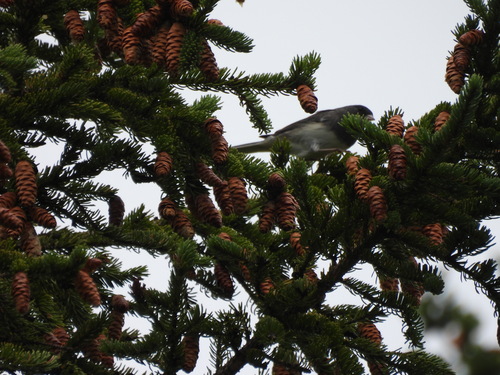 Dark-eyed Junco