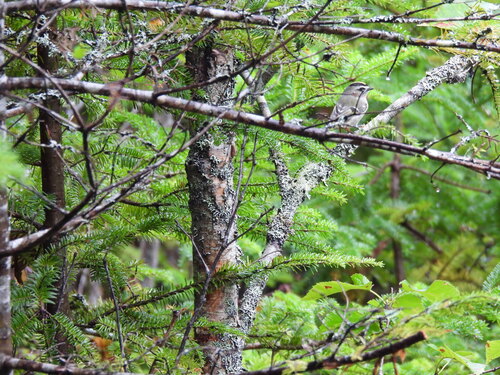 Golden-crowned Kinglet