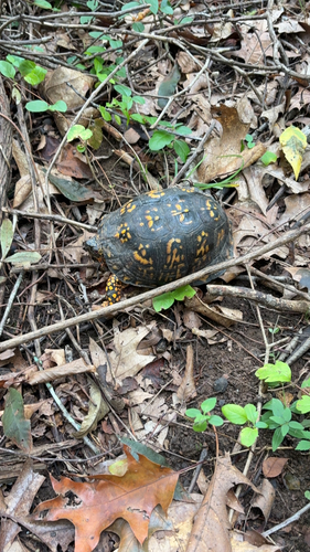 Eastern Box Turtle