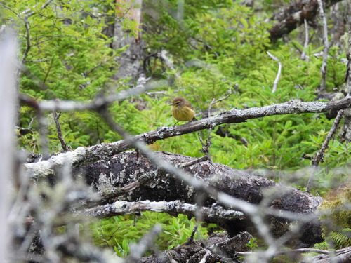 Palm Warbler