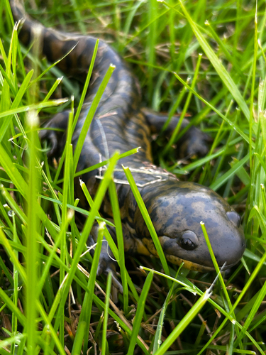 Western Tiger Salamander