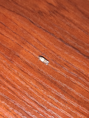 Indian-Meal Moth