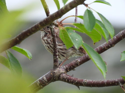 Song Sparrow