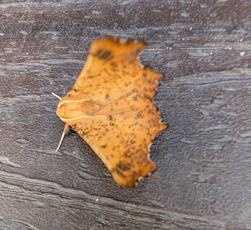 Maple Spanworm Moth