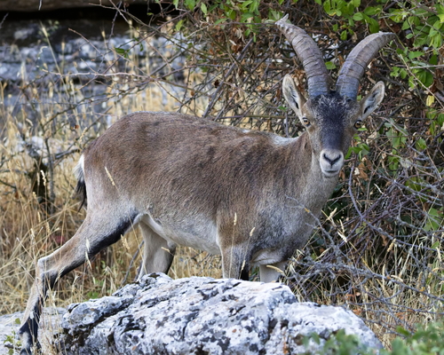 Iberian Ibex