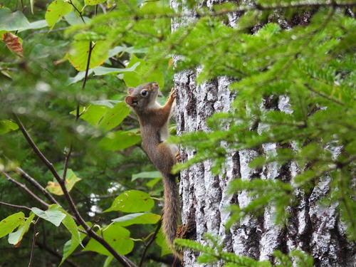 American Red Squirrel