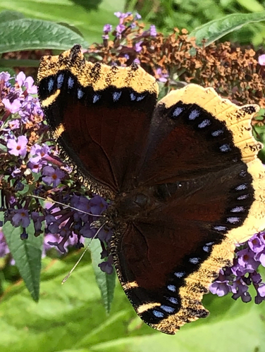 Mourning Cloak