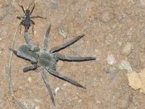 Centroctenus brevipes