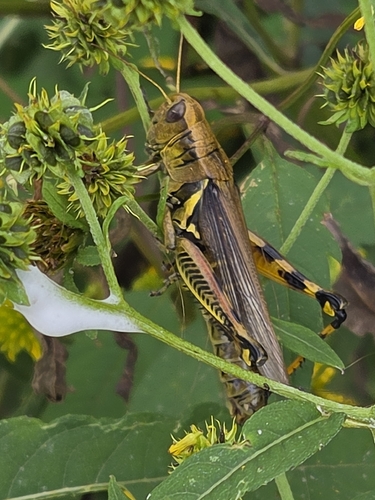 Differential Grasshopper